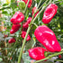 Aleppo 1 Litre Pot Plant (Pre-Order)