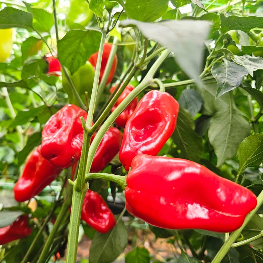 Aleppo Chilli Seeds