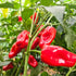 Aleppo 1 Litre Pot Plant (Pre-Order)