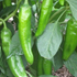 Anaheim Chilli Seeds