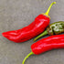 Fresh Anaheim (Hatch) Chillies - Red (2 fruits)