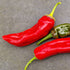 Anaheim Chilli Seeds