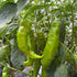 Fresh Anaheim (Hatch) Chillies