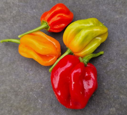 Antillais Caribbean Habanero Chilli Seeds