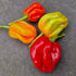 Antillais Caribbean Habanero Plant