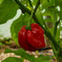 Antillais Caribbean Habanero Chilli Seeds