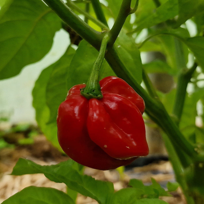 Antillais Caribbean Habanero Plant
