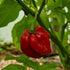Antillais Caribbean Habanero 1 Litre Pot Plant - Pre-Order Now!