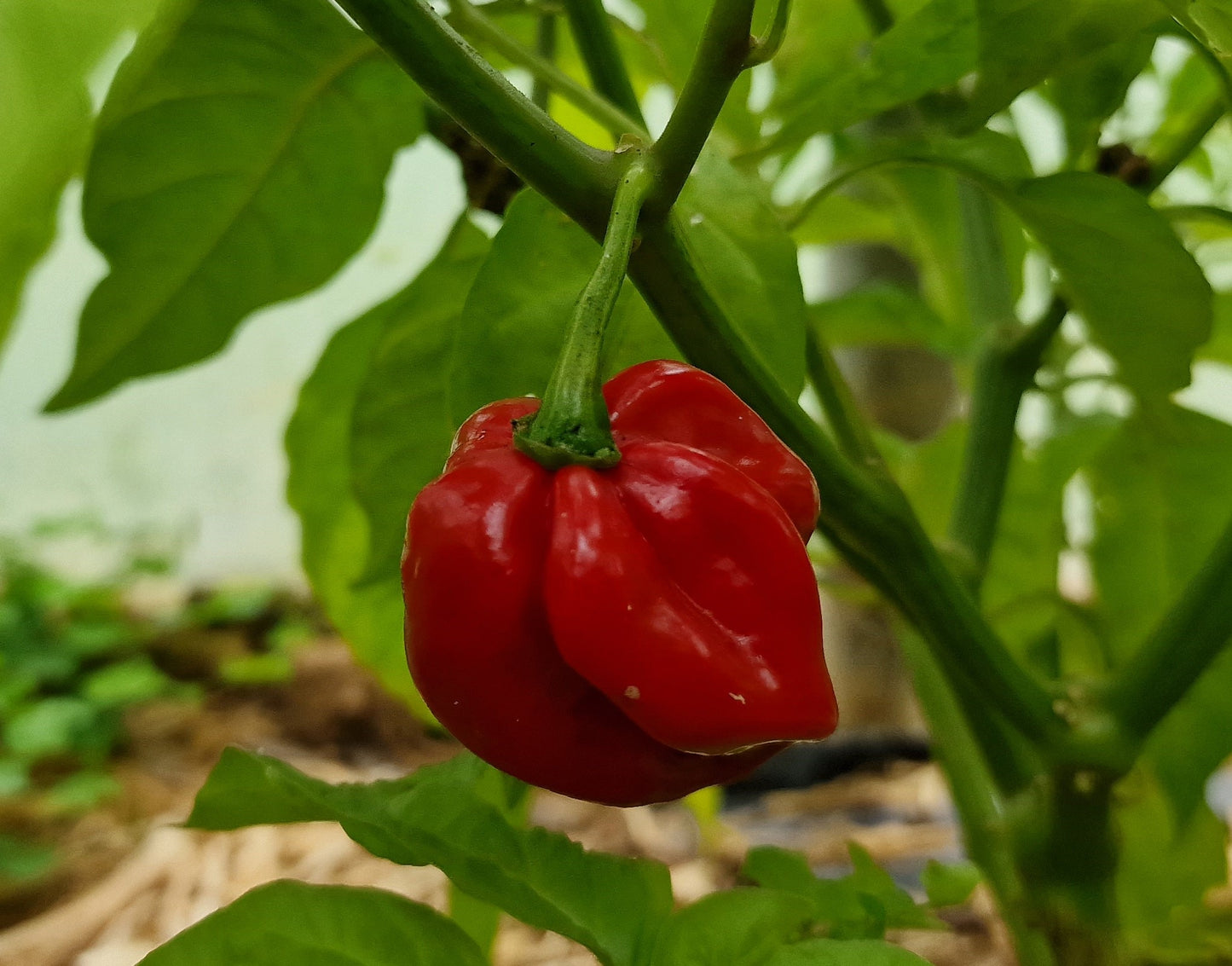 Antillais Caribbean Habanero 1 Litre Pot Plant - Pre-Order Now!