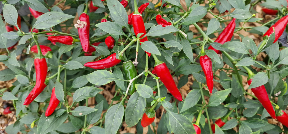 Apache Chilli Seeds – South Devon Chilli Farm