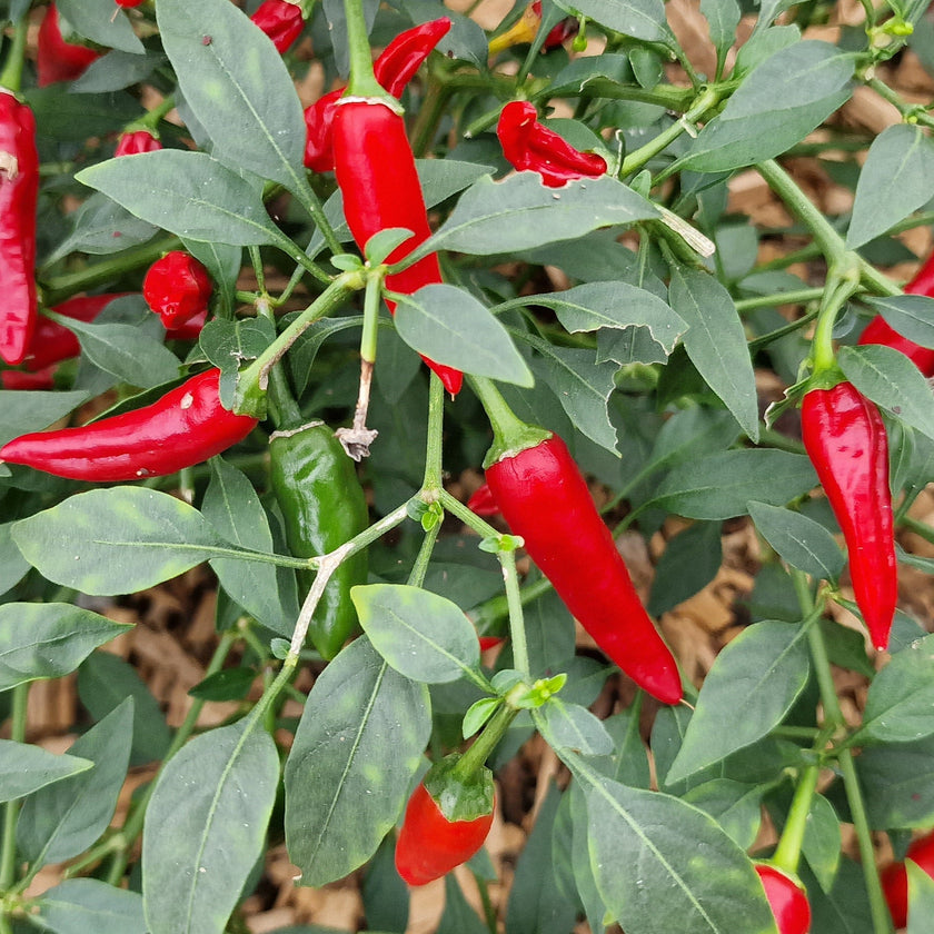 Apache Chilli Seeds