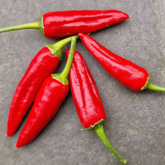 Apache Chilli Seeds