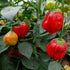 Apple Crisp 1 Litre Pot Plant (Pre Order)