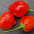Apple Crisp 1 Litre Pot Plant (Pre Order)
