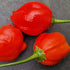 Apple Crisp Chilli Seeds