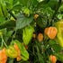 Apricot Habanero Chilli Seeds