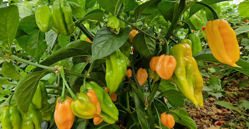 Apricot Habanero Chilli Seeds