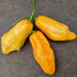 Apricot Habanero Chilli Seeds