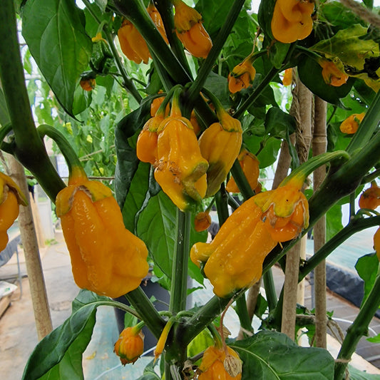 BBG Naga Yellow Chilli Seeds