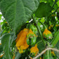 Set of 3 Bubblegum Naga (Yellow) Seedlings - Pre-Order Now!