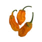BBG Naga Yellow Chilli Seeds