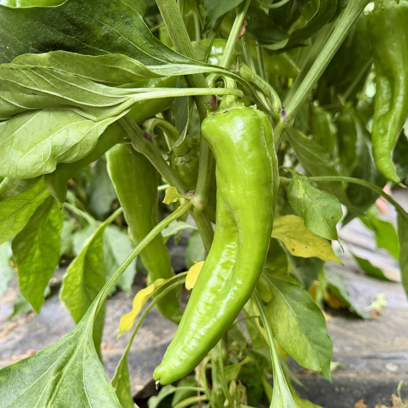 Fresh Big Jim (Hatch) Chillies