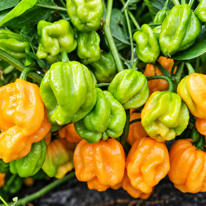 Bahamian Goat Chilli Seeds