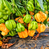 Bahamian Goat Chilli Seeds