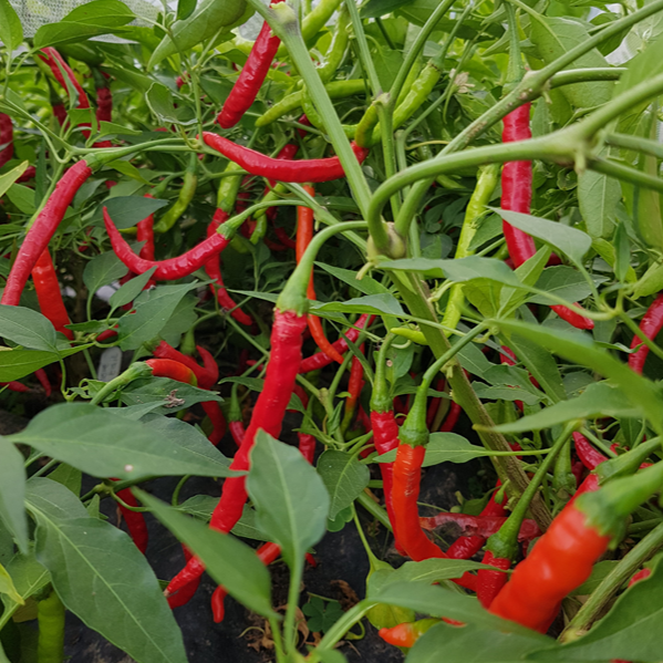 Bangalore Whippets Tail Plant
