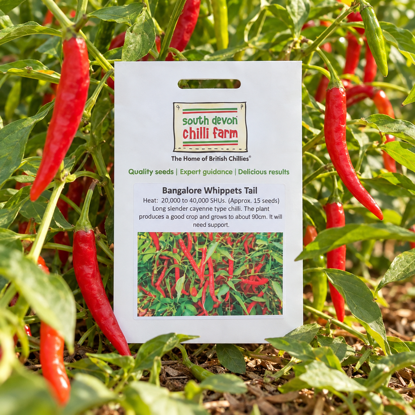 Bangalore Whippets Tail Chilli Seeds