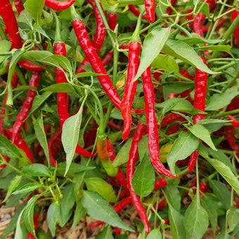 Bangalore Whippets Tail Chilli Seeds
