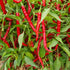Bangalore Whippets Tail Chilli Seeds