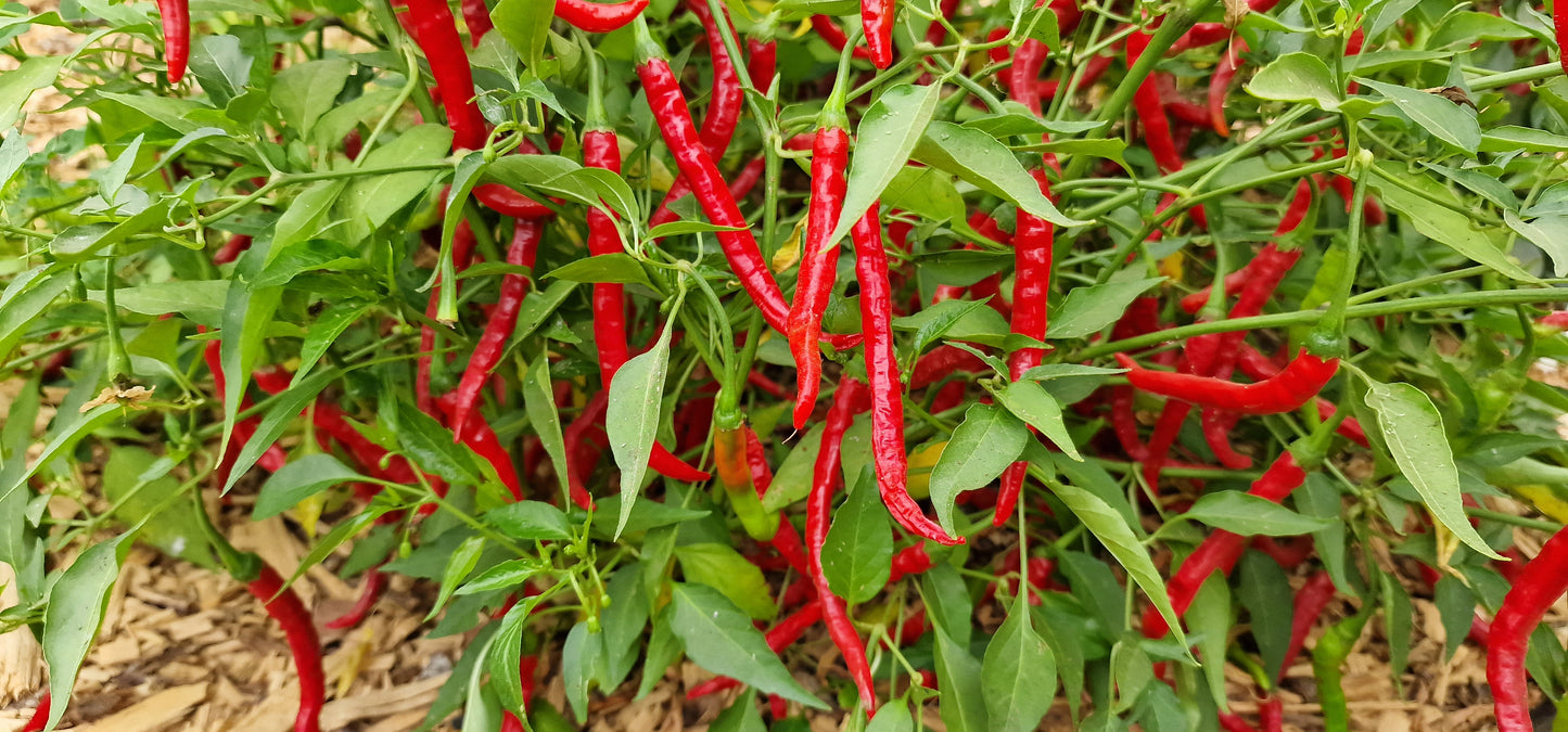 Bangalore Whippets Tail Chilli Seeds