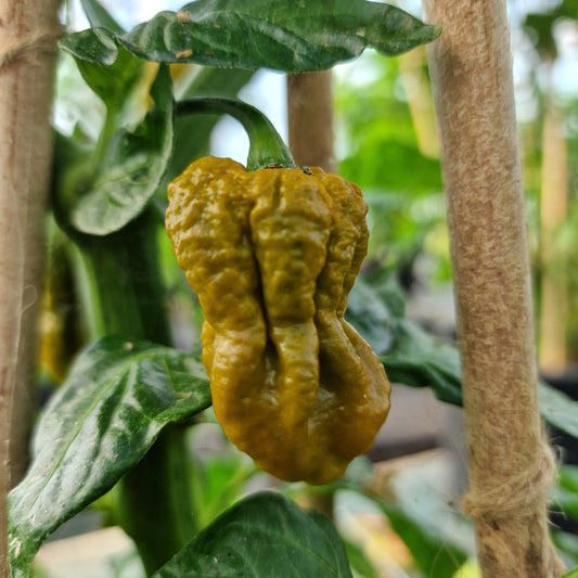 Set of 3 Mustard Bhut Jolokia Seedlings - Pre-Order Now!