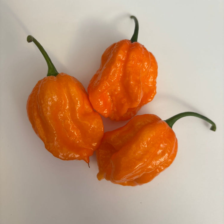 Bhut Orange Copenhagen Chilli Seeds