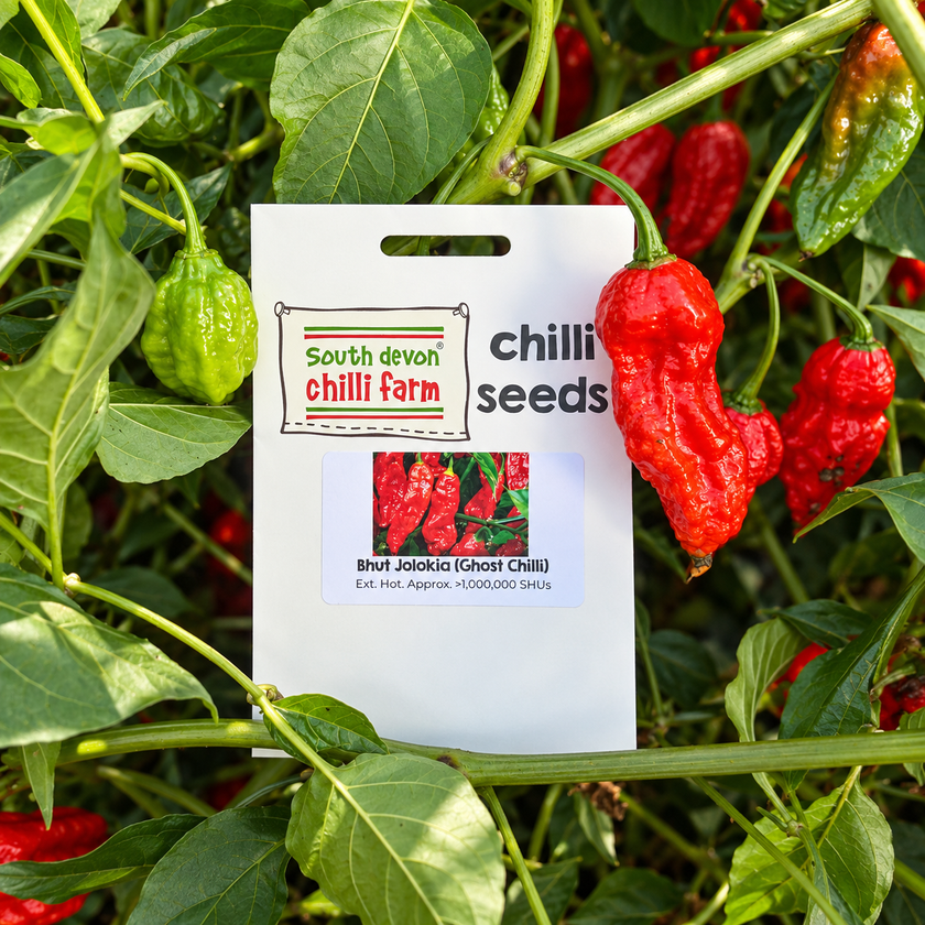 Bhut Jolokia Chilli Seeds