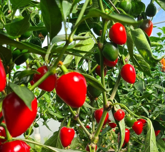 Fresh Cherry Bomb Chillies (4 fruits)