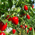 Cherry Bomb Chilli Seeds