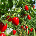 Cherry Bomb 1 Litre Pot Plant - Pre-Order Now!