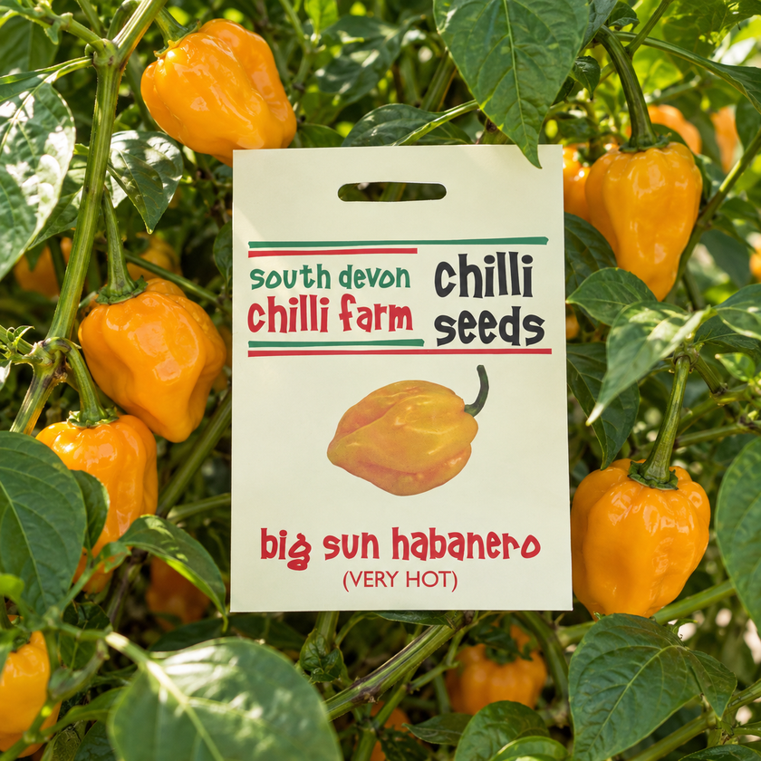 Big Sun Habanero Chilli Seeds
