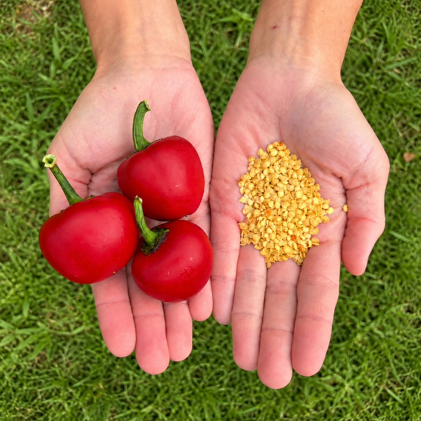 Big Bomb Chilli Seeds