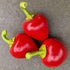 Big Bomb 1 Litre Pot Plant (Pre-Order)