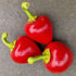 Big Bomb Chilli Seeds