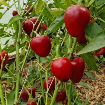 Big Bomb Chilli Seeds