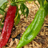 Big Jim Chilli Seeds