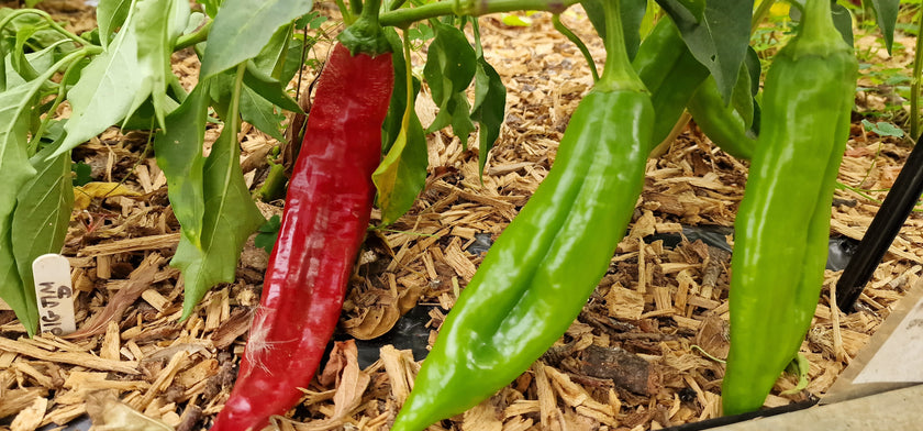 Big Jim Chilli Seeds