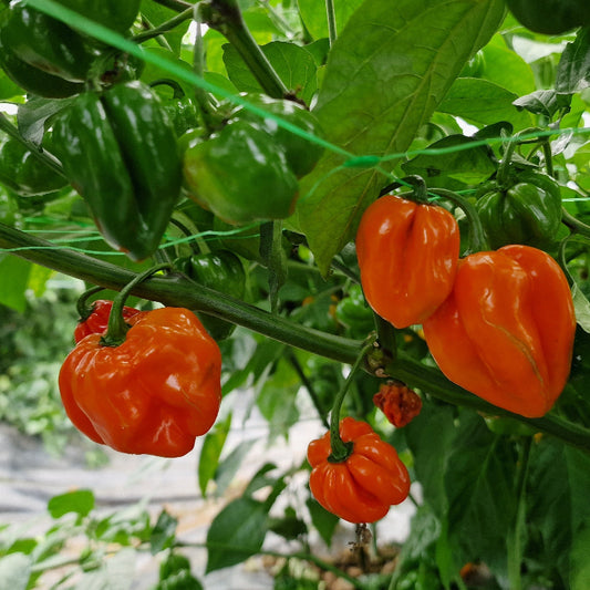 Big Red Sun Chilli Seeds