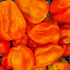 Big Red Sun Chilli Habanero Seeds