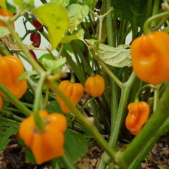 Big Sun Habanero Chilli Seeds