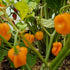 Big Sun Habanero 1 litre pot plant - Pre-Order Now!